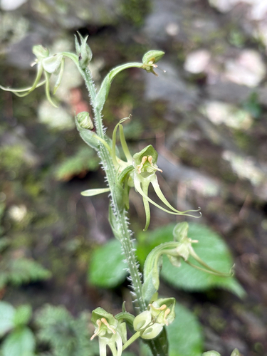 Habenaria ciliolaris, photograph 2