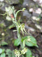 Habenaria ciliolaris, photograph (c) 黃美滿, some rights reserved (CC BY)