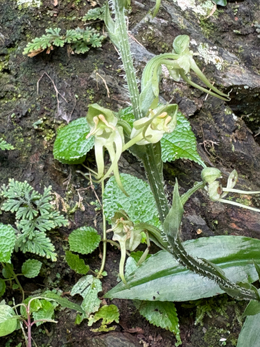 Habenaria ciliolaris, photograph 3