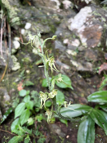 Habenaria ciliolaris, photograph 4