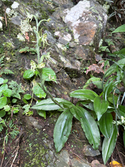 Habenaria ciliolaris, photograph (c) 黃美滿, some rights reserved (CC BY)