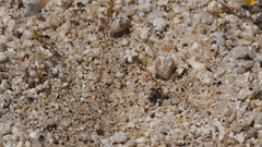 Nemacladus breviflorus