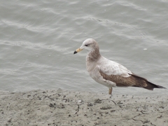 Larus crassirostris