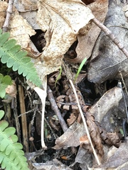 Claytonia caroliniana