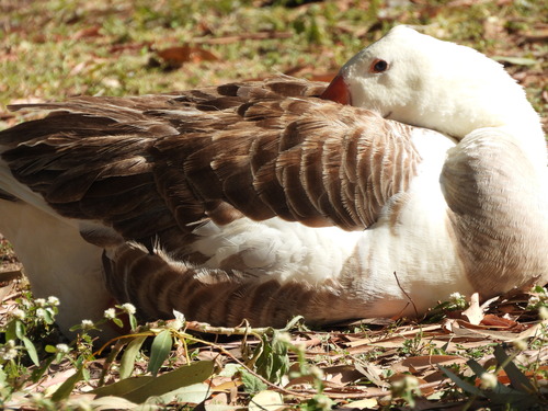Domestic Greylag Goose