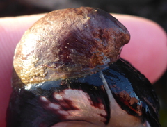 Crepidula adunca