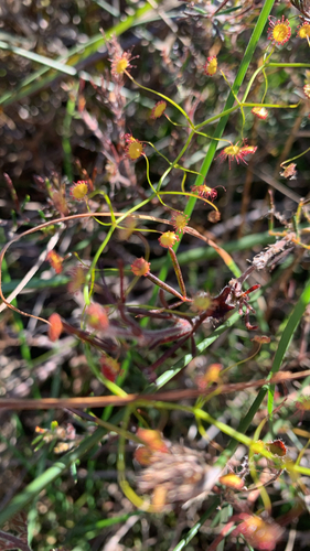 Drosera pallida (Drosera pallida)