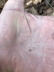 Claytonia caroliniana