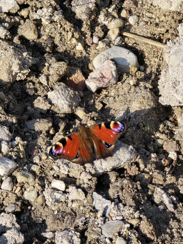 European Peacock Butterfly