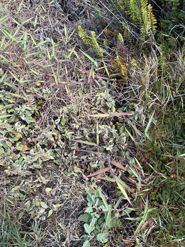 Melinis minutiflora, 2026-07-30
