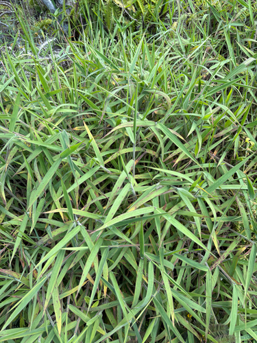 Melinis minutiflora observed 2026-07-30