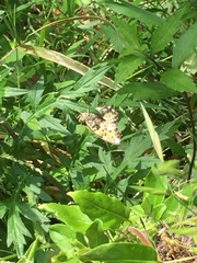 Neope goschkevitschii