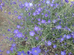 Linum perenne
