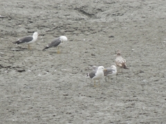 Larus crassirostris