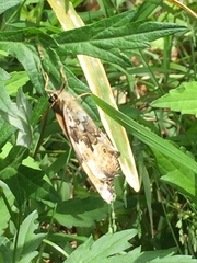 Neope goschkevitschii