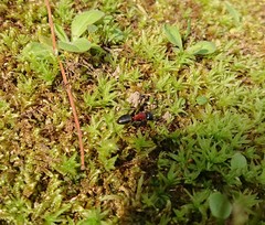 Camponotus obscuripes