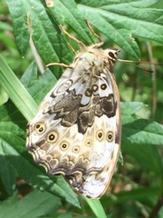 Neope goschkevitschii