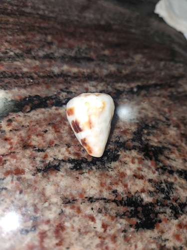 Conus ebraeus observed 2026-07-30