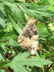 Neope goschkevitschii