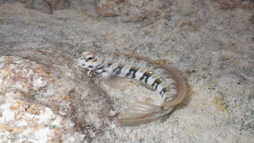 Blenniella paula observed 2026-07-28