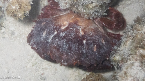 Etisus dentatus observed 2026-07-28