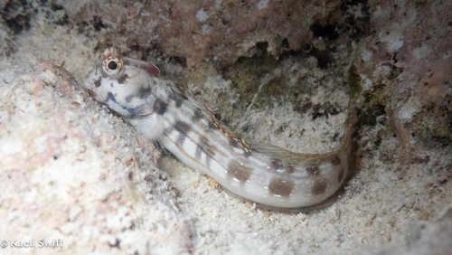 Blenniella paula observed 2026-07-28