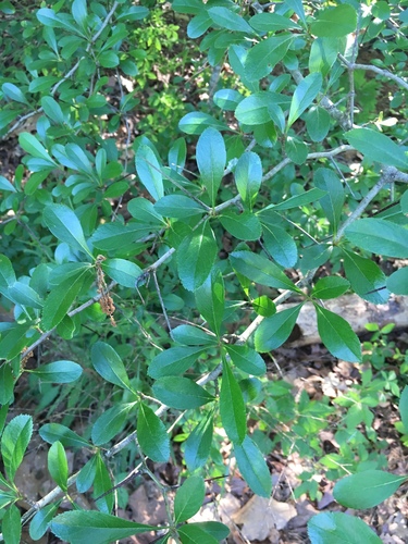 Narrowleaf Cockspur Hawthorn (Crataegus pyracanthifolia)