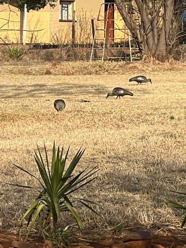 Hadada Ibis