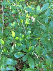 Crataegus pyracanthifolia