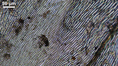 Brachythecium erythrorrhizon erythrorrhizon