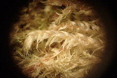 Brachythecium erythrorrhizon erythrorrhizon