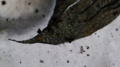 Brachythecium erythrorrhizon erythrorrhizon