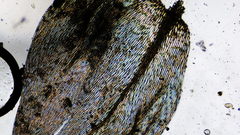 Brachythecium erythrorrhizon erythrorrhizon