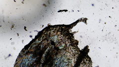 Brachythecium erythrorrhizon erythrorrhizon