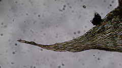 Brachythecium erythrorrhizon erythrorrhizon