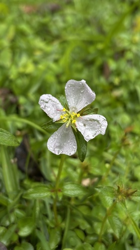Pterolepis glomerata, photograph 3
