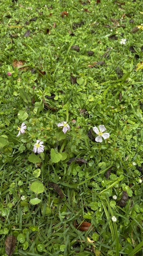 Pterolepis glomerata, photograph 5