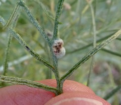 Aceria paracalifornica