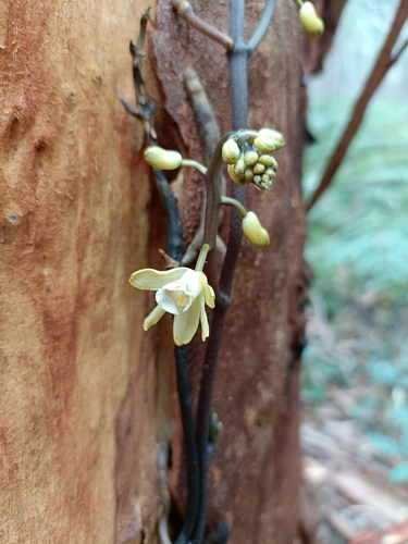black bootlace orchid