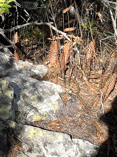 Collared Whipsnake