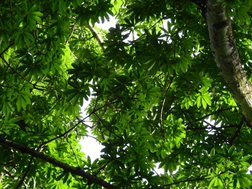 Kapok Tree
