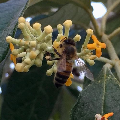 Western Honey Bee