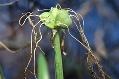 Hymenocallis choctawensis