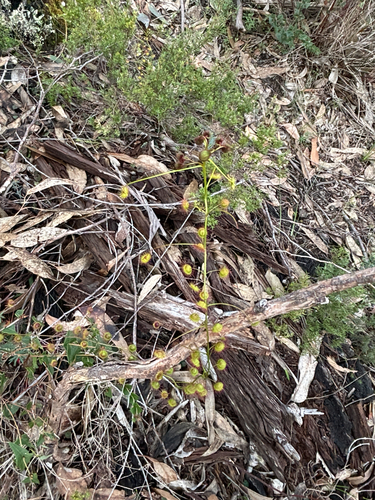 Climbing Sundew