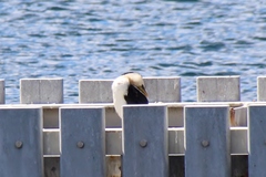 Microcarbo melanoleucos