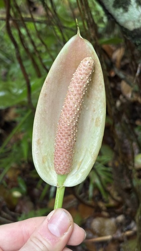 Anthurium nymphaeifolium