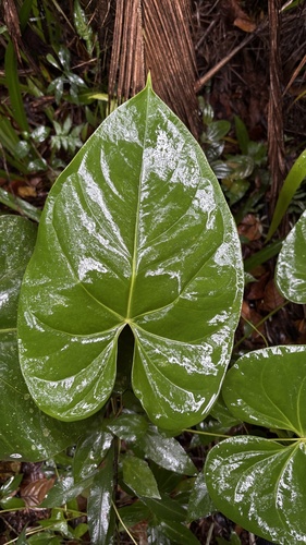 Anthurium nymphaeifolium, photograph 2