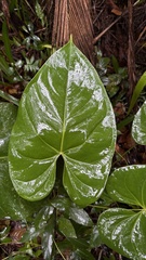 Anthurium nymphaeifolium, photograph (c) Nicollas Michels, some rights reserved (CC BY-SA)