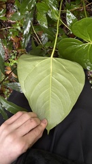 Anthurium nymphaeifolium, photograph (c) Nicollas Michels, some rights reserved (CC BY-SA)