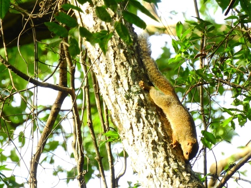 Gambian Sun Squirrel